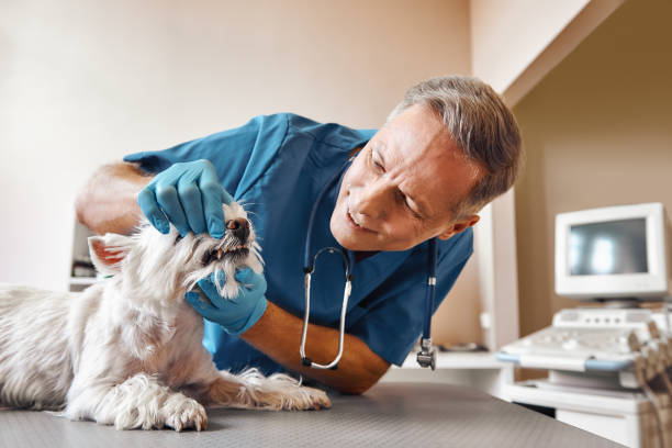 Best Emergency Denture Repair in Van, TX